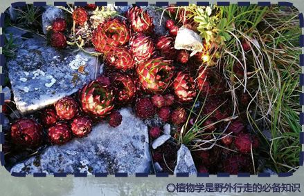 观荒野挑战赛!这些野外求生技能你了解吗?冰球突破生吞蝗虫、“返祖”学猴叫?全网围(图4) 观荒野挑战赛!这些野外求生技能你了解吗?冰球突破生吞蝗虫、“返祖”学猴叫?全网围(图4)