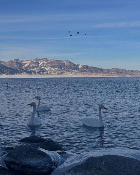 领衔2025新疆高信誉旅行社TOP10冰球突破5000+游客亲测揭晓：远胜游(图3)